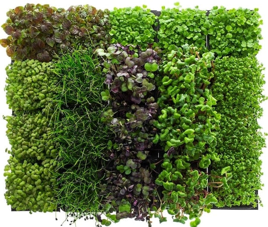 Assorted microgreens, 20 pcs. MICROGRREES