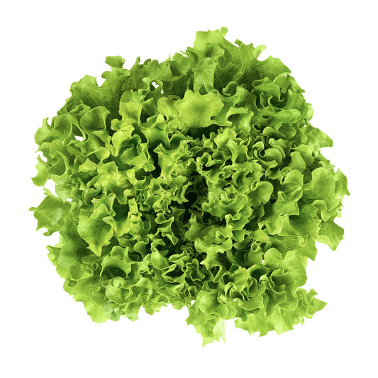 Salad BATAVIA, pcs.
