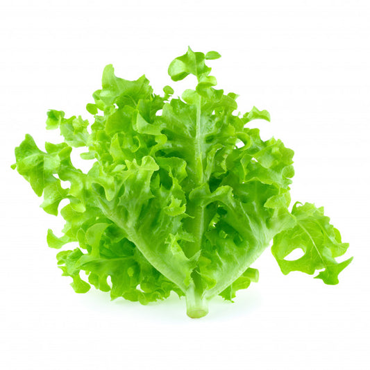 Salad OAK LEEF, pcs.