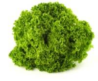 Salotos LOLLO BIONDA, I klasė, kg