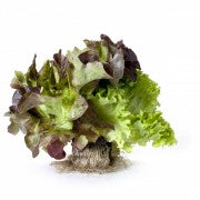 Salad TRI MIX, pcs.