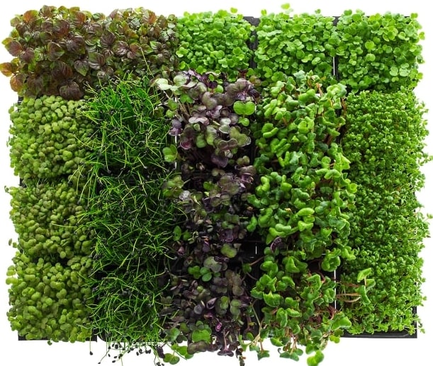 Mikrožalumynų rinkinys mėsos patiekalams, 20 vnt. MIKROŽALUMYNAI