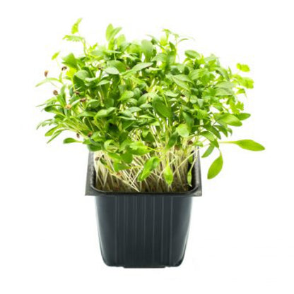 Coriander, in a jar, 100 g, MICRO GREENS