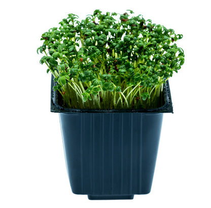 Pepper, in a jar, 100 g, MICRO GREENS