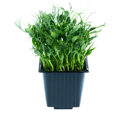 Žirnių daigai, indelyje, 100 g, MIKROŽALUMYNAI