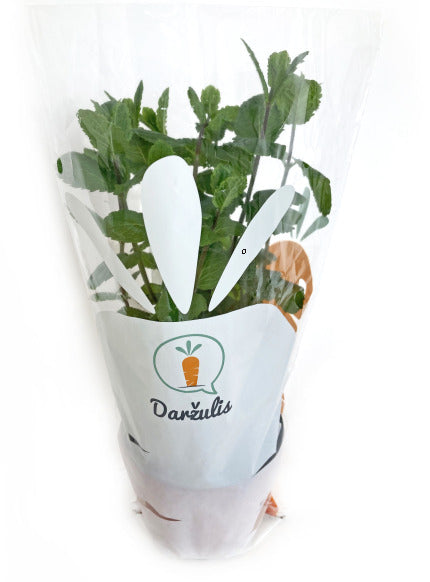 Mint, in a pot, pcs.