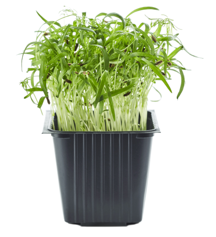Fennel, in a jar, 100 g, MICRO GREENS