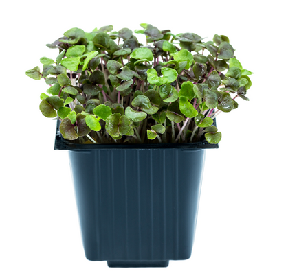 Basil Opal dark, in a jar, 100 g, MICRO GREENS