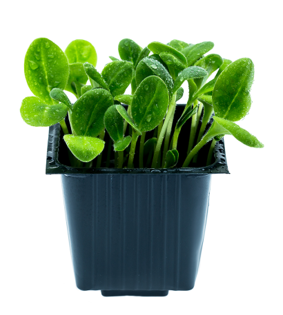 Cucumber sprouts, in a jar, 100 g, MICRO GREENS