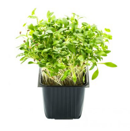 Coriander, in a jar, 100 g, MICRO GREENS