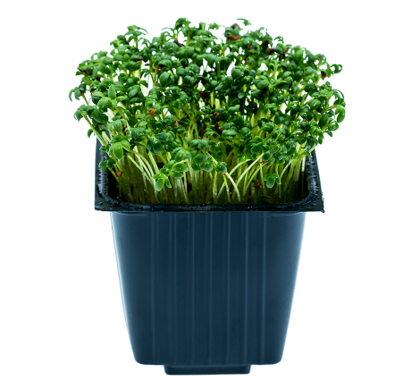 Pepper, in a jar, 100 g, MICRO GREENS